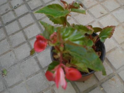 viu1337702879q.JPG