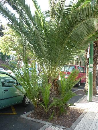viu1343320429c.jpg