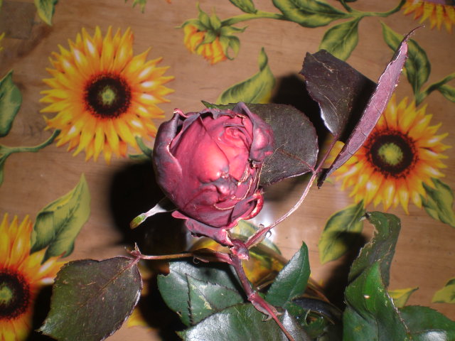 viu1361111289f.JPG