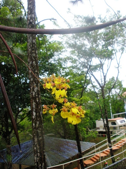 viu1362735767u.JPG