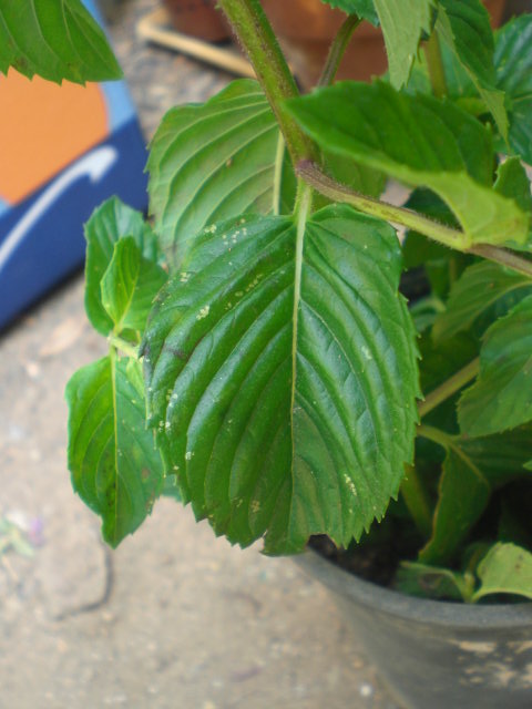 viu1372361529z.JPG
