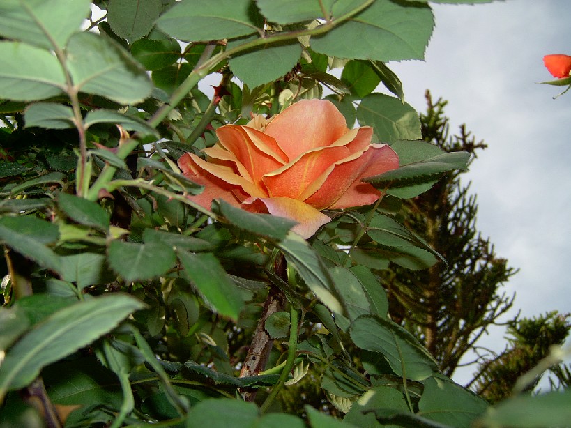 viva%20la%20primavera%201.jpg