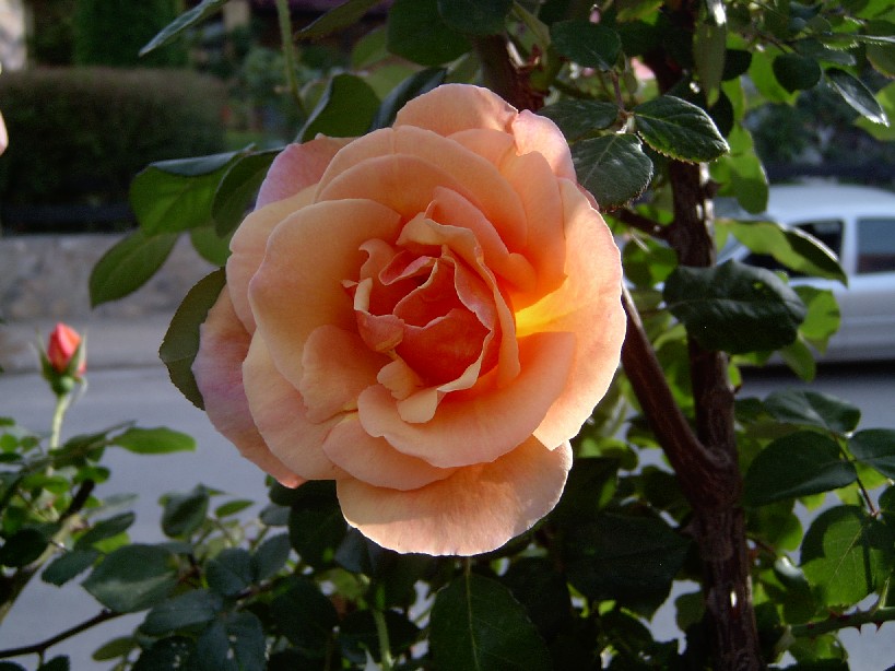 viva%20la%20primavera%204.jpg