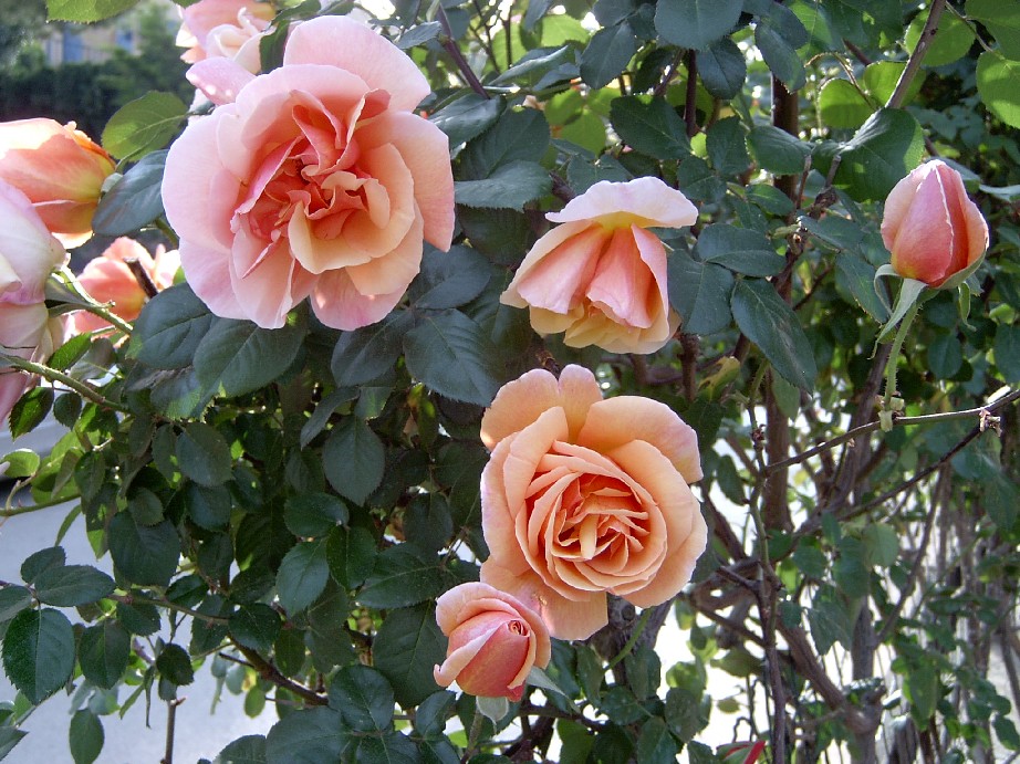 viva%20la%20primavera%207.jpg