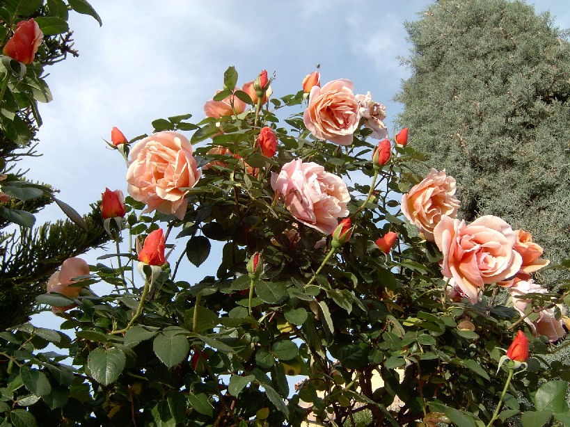 viva%20la%20primavera2.jpg
