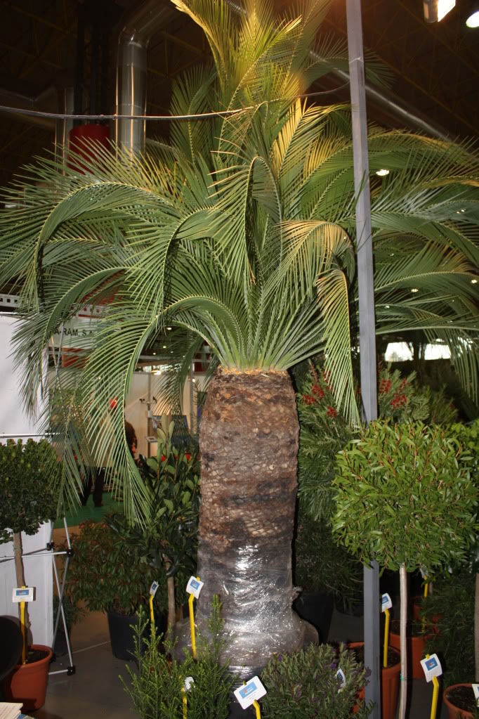 viveralia027.jpg