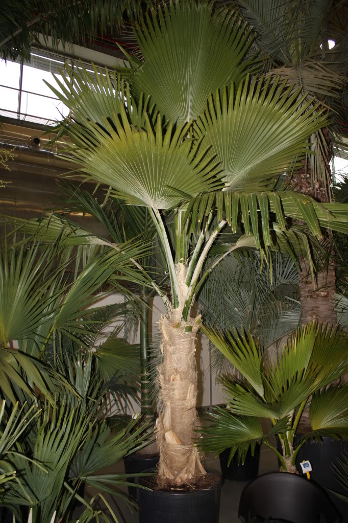 viveralia028.jpg