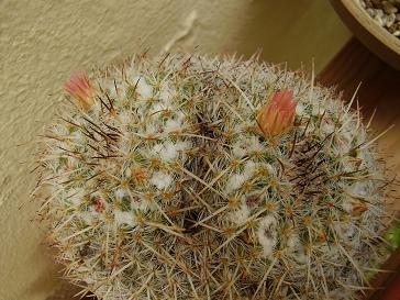 vivero%20abril%20021.JPG