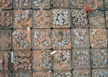 Vivero%20de%20lithops%202.jpg