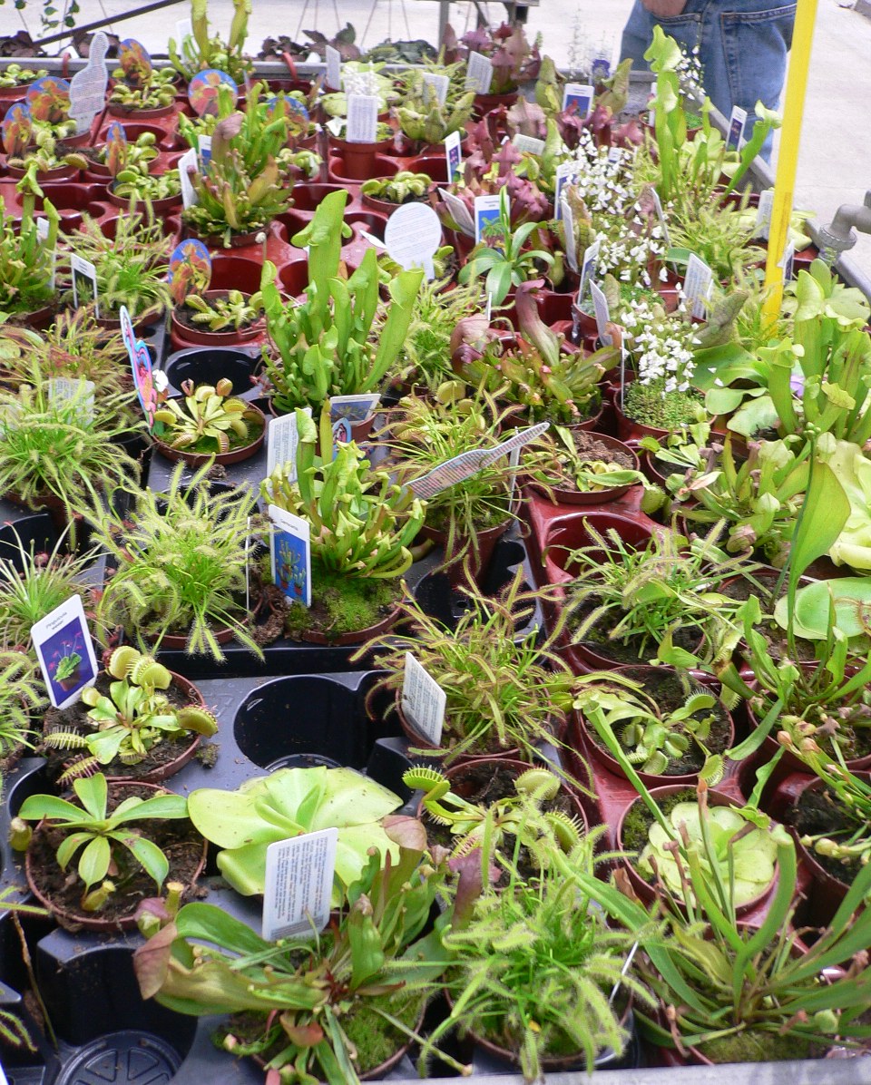Vivero%20M%E1laga%20%280%29.jpg