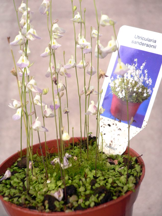 Vivero%20M%E1laga%20%282%29.jpg