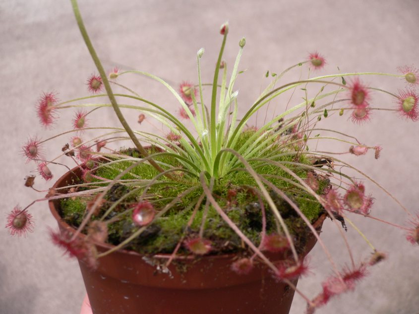 Vivero%20M%E1laga%20%283%29.jpg