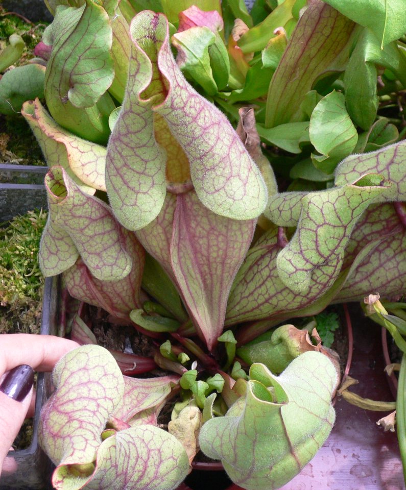 Vivero%20M%E1laga%20%284%29.jpg