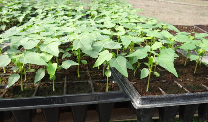 vivero_papaya%20(1).jpg