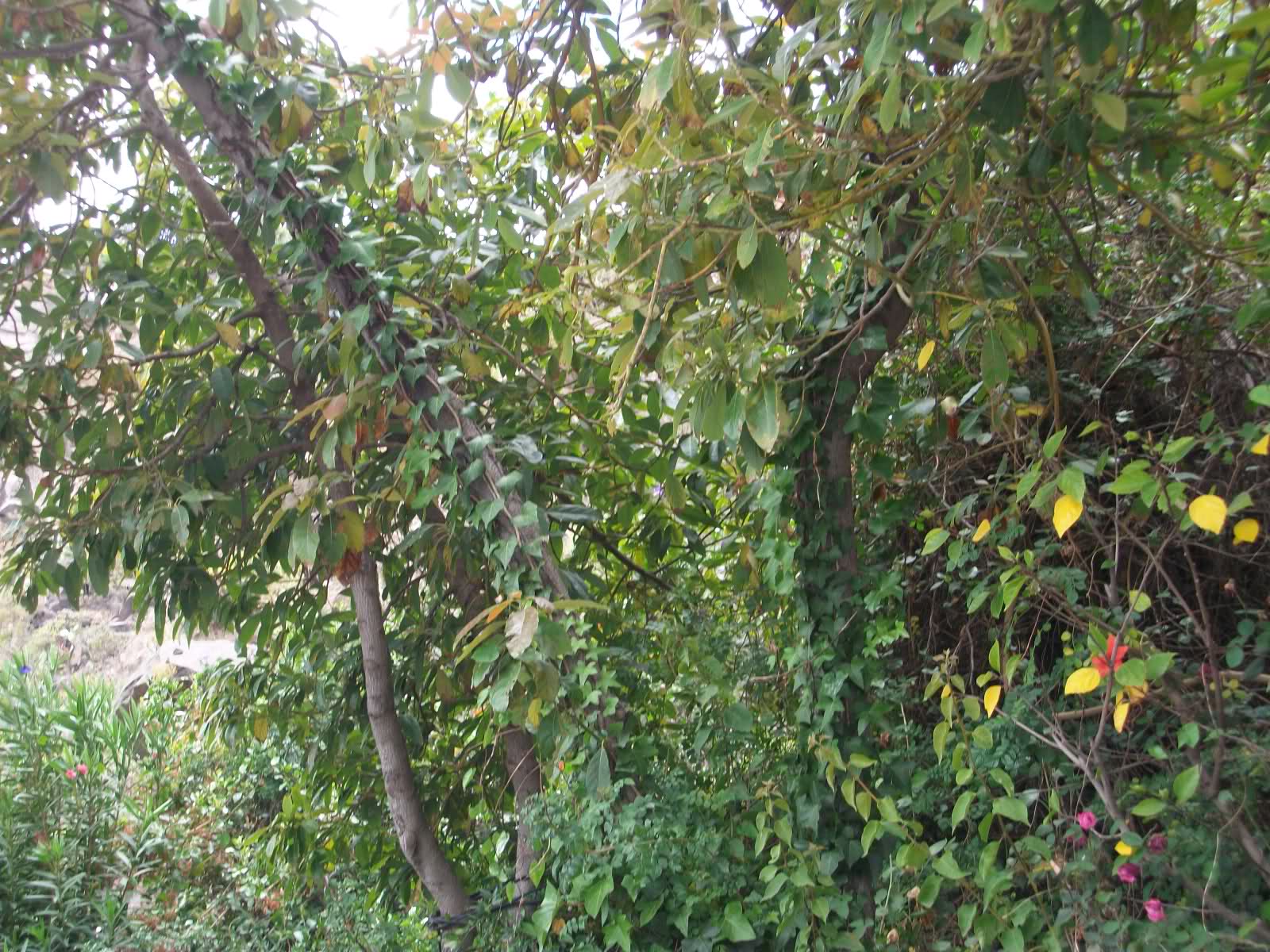 vmylw6.jpg