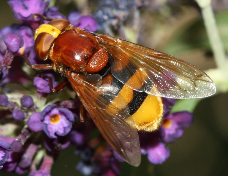Volucella%20elegansag3.jpg