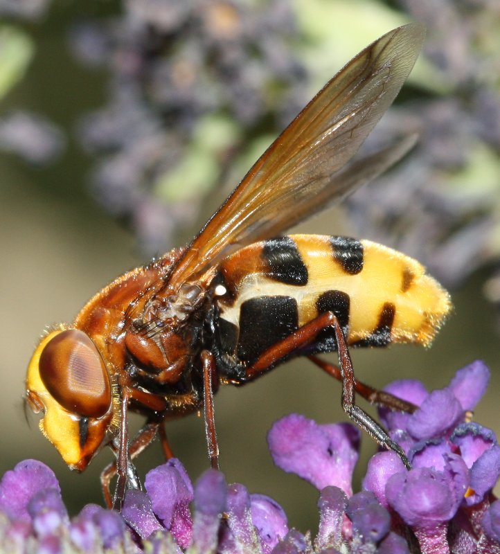 Volucella%20elegansag4.jpg
