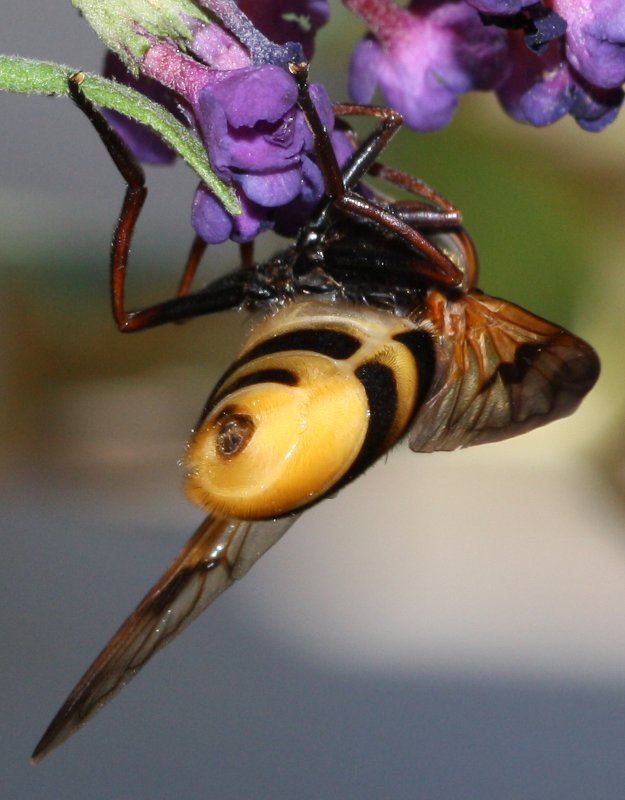 volucella%20sp.jpg