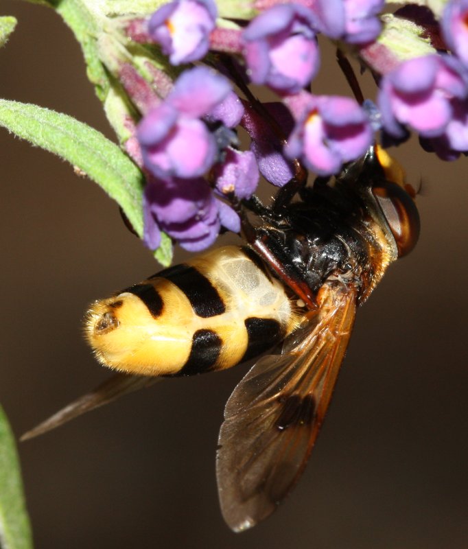 volucella%20sp1.jpg