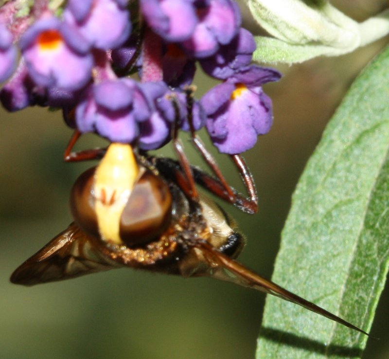 volucella%20sp2.jpg