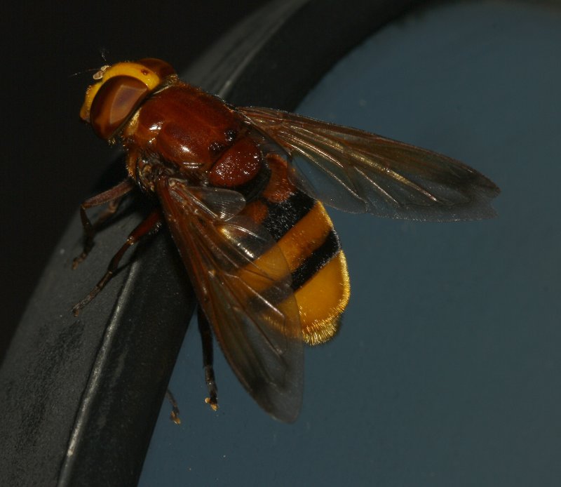 Volucella%20sp_4660.jpg