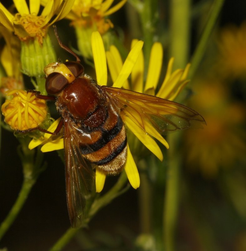 Volucella%20zonaria_5168.jpg
