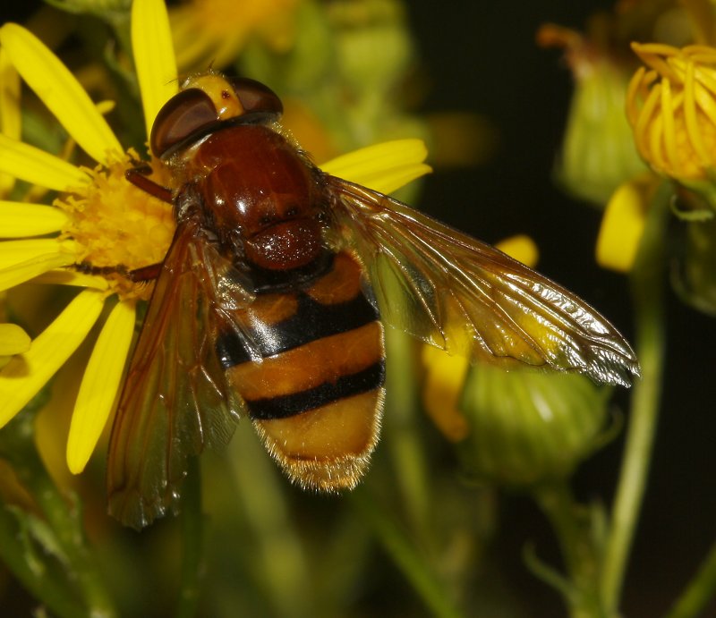 Volucella%20zonaria_5169.jpg