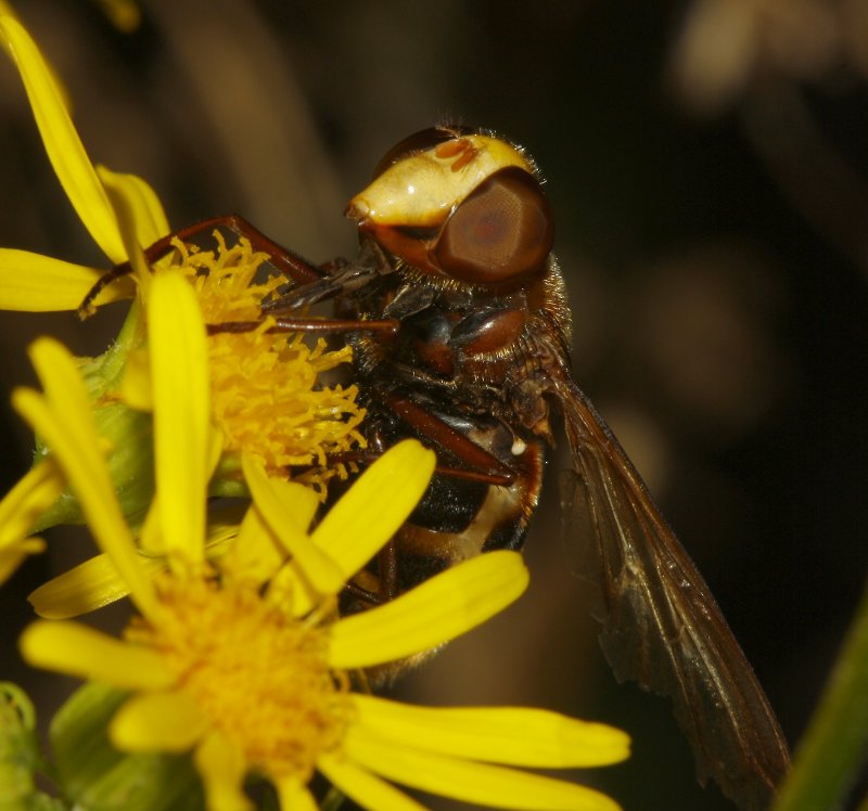 Volucella%20zonaria_5170.jpg