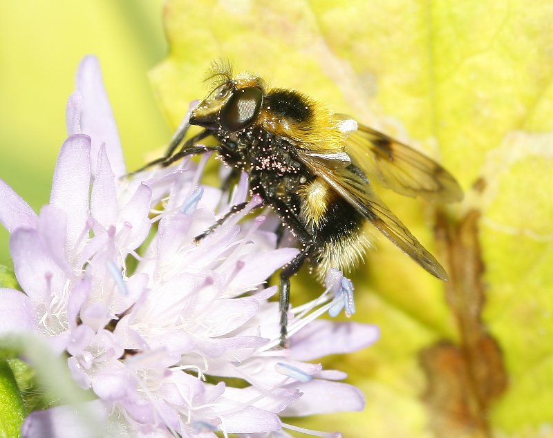 Volucella_bombyllians_7508.jpg