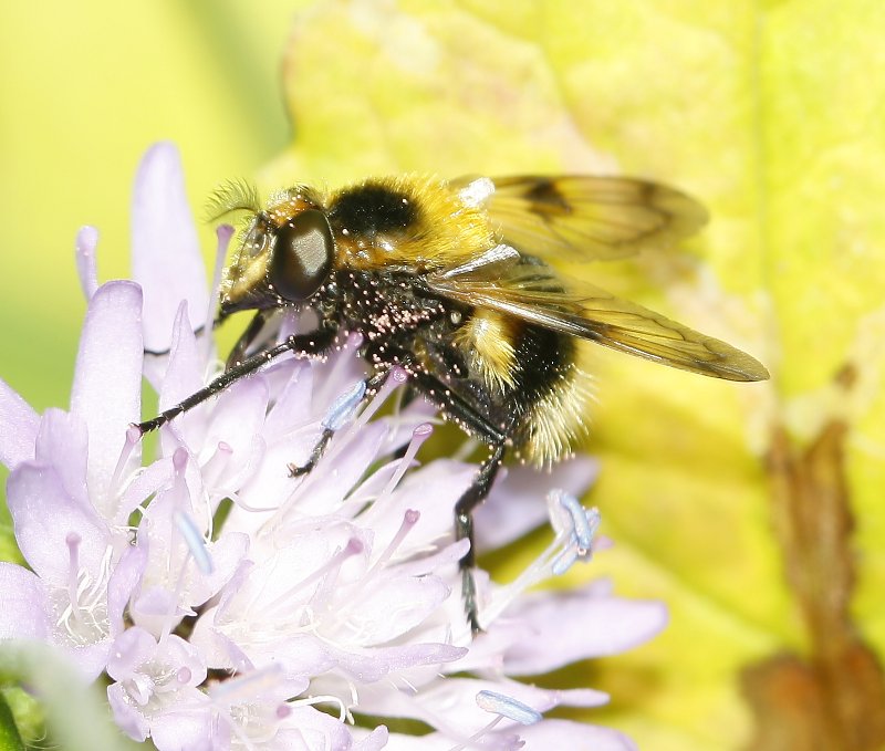 Volucella_bombyllians_7509.jpg