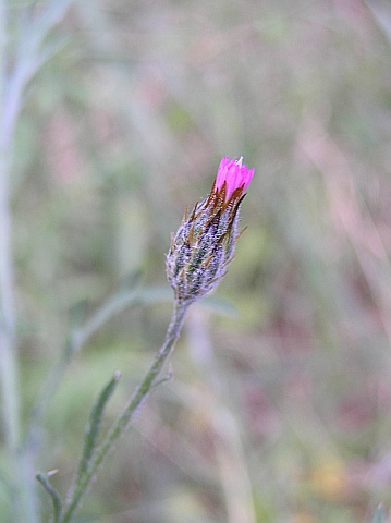 volutaria_canariensis2.JPG