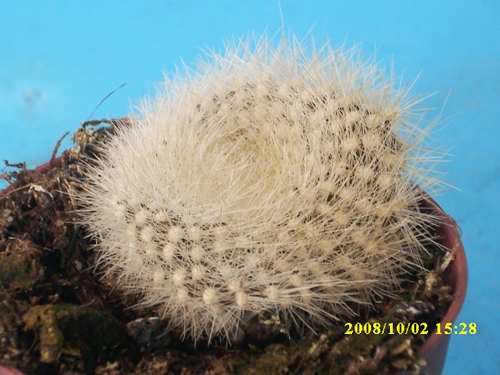 voqs6w.jpg