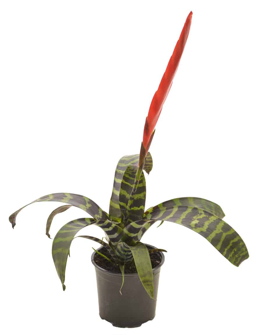 Vriesea-splendens-Flaming-Sword-2-web.jpg