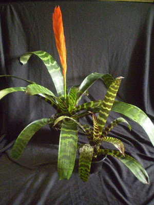 vriesea+splendens+(own)5.jpg