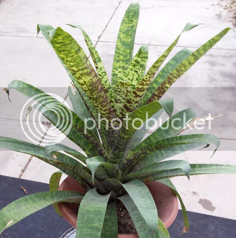 vriesea1_zps4ec05ae6.jpg