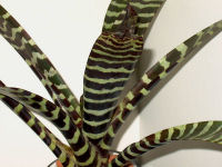 vrieseasplendens1001.jpg