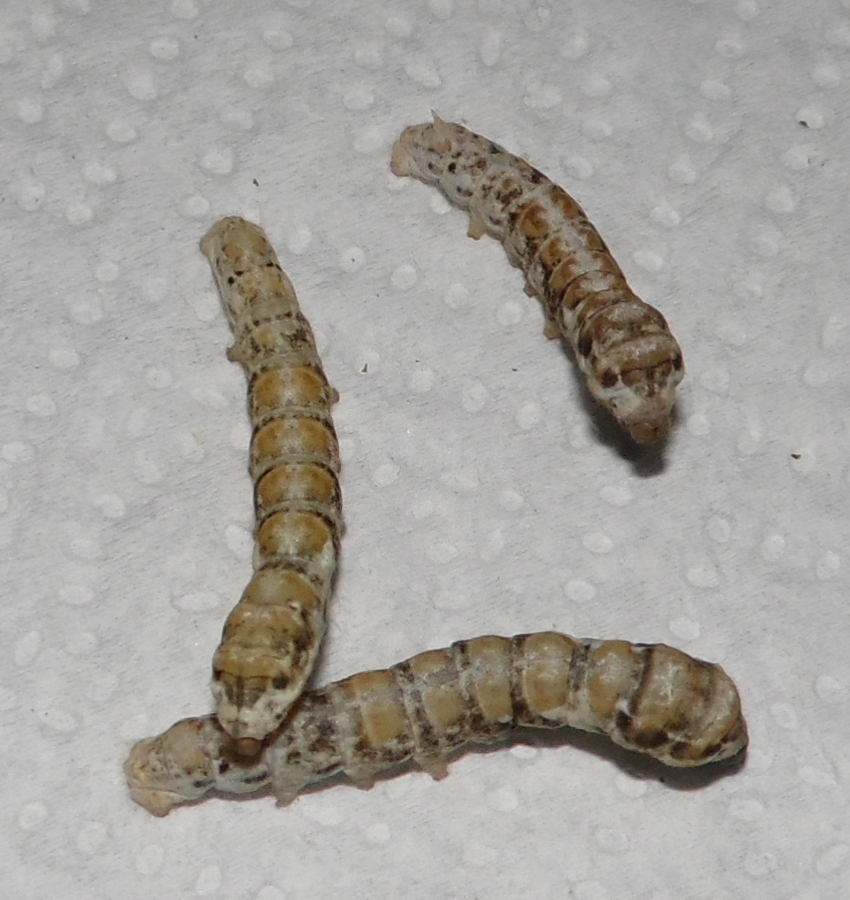 w32_f2_28022013_7_zpsc79864f7.jpg