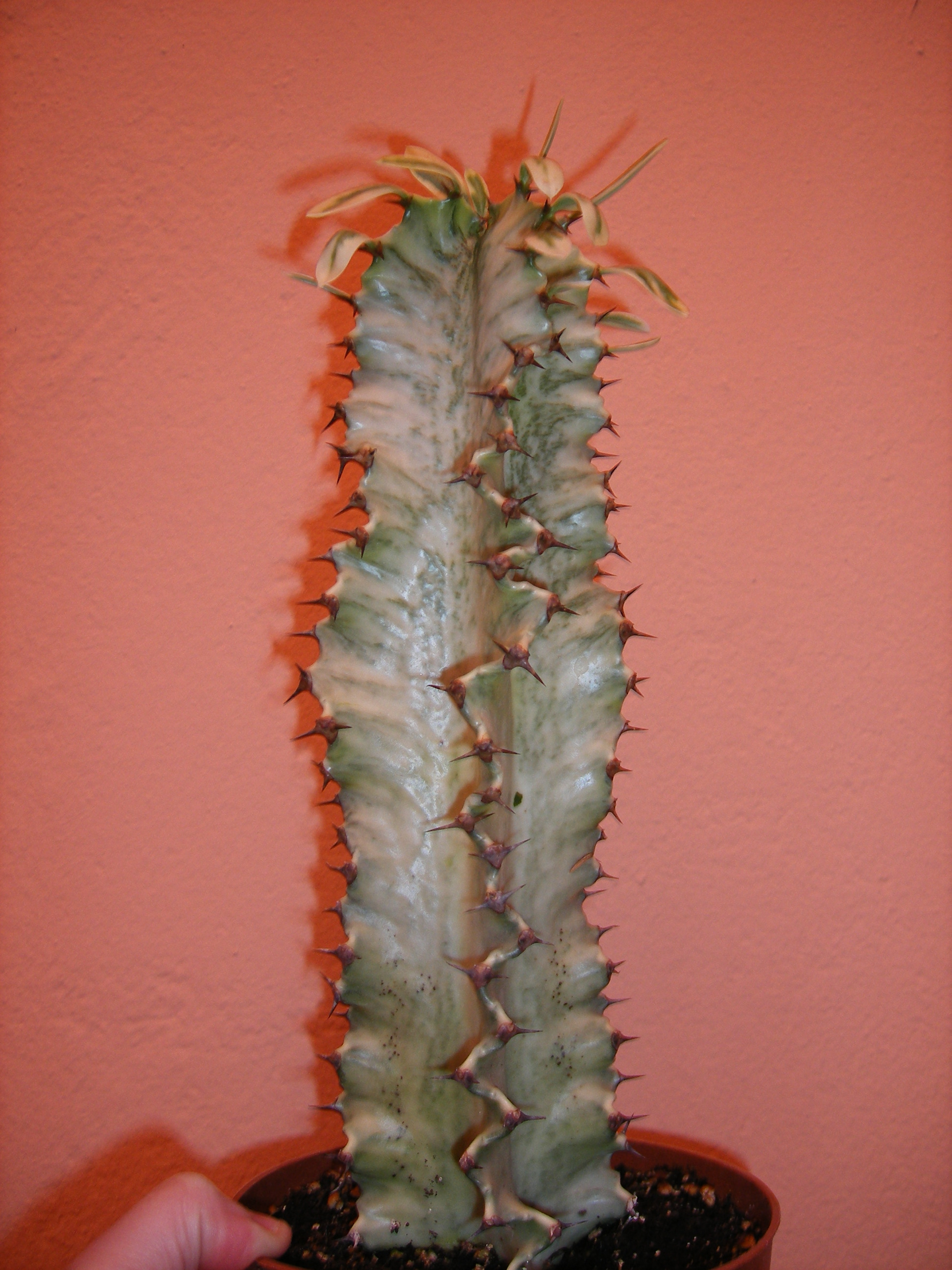 W6cDSCF0011ksI.jpg