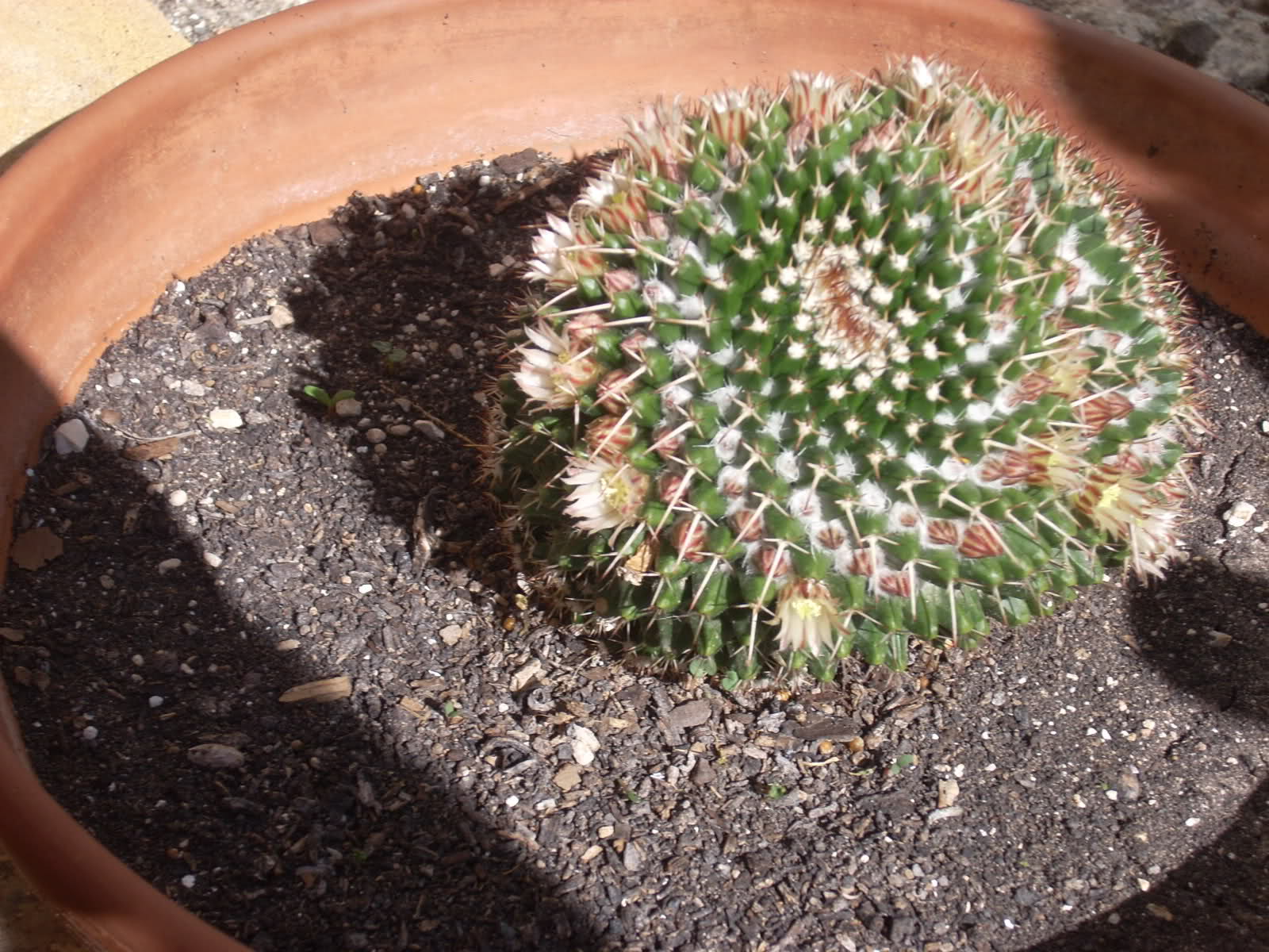 w7ok7p.jpg