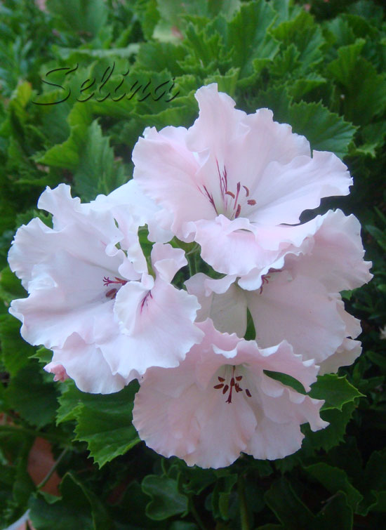 W8qPelargoniuteZ.jpg