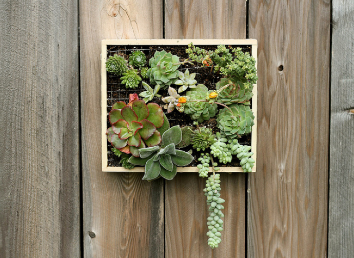wall-mounted-succulent-garden.png