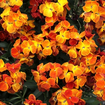 Wallflower_Sugar_Rush_Orange_10041194_360_360_c1_c_c_0_0.jpg