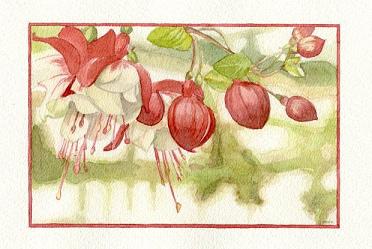 wallpaper%20fuchsias%202-reducido.JPG