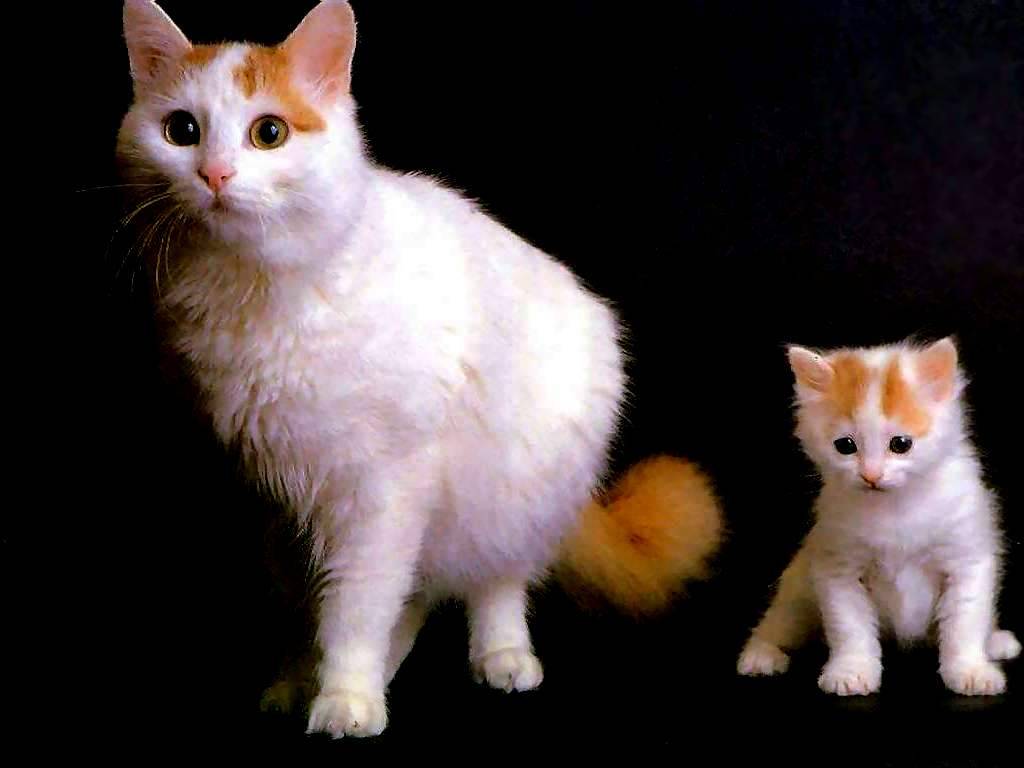 Wallpapers%20Gatos_014.jpg
