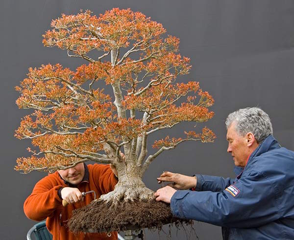 walter-pall-maple-repot-2009-3.jpg