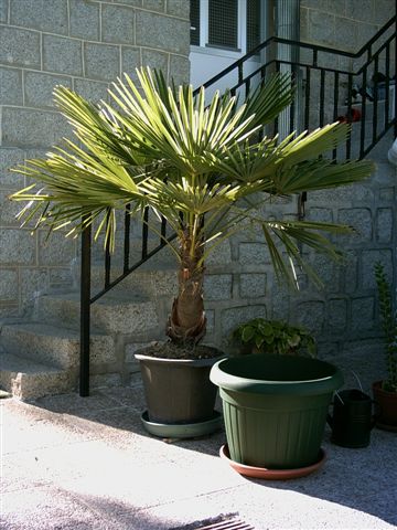 washingtonia.jpg