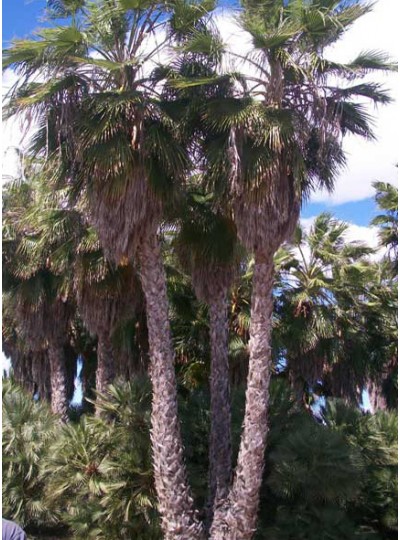 washingtonia.jpg