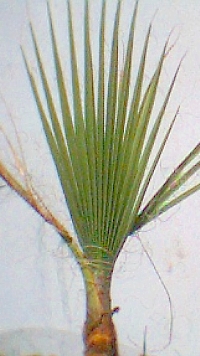 washingtonia1a.jpg