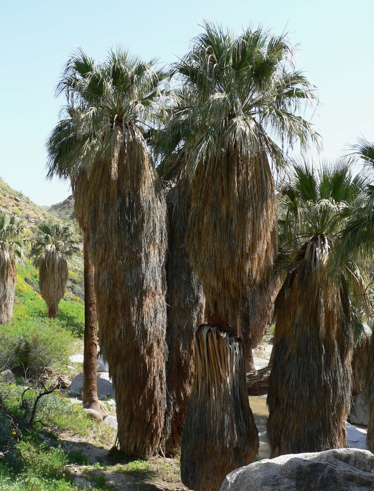 Washingtonia_filifera_1.jpg