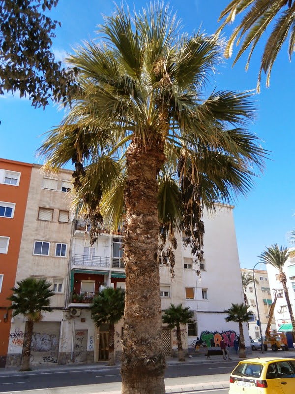 Washingtonia_filifera_2.JPG